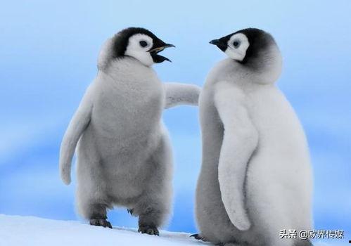 企鹅吃瓜爆料免费下载,免费下载独家秘籍大揭秘! 第3张 企鹅吃瓜爆料免费下载,免费下载独家秘籍大揭秘! 第3张